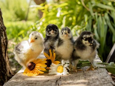 Sweet Baby Chicks