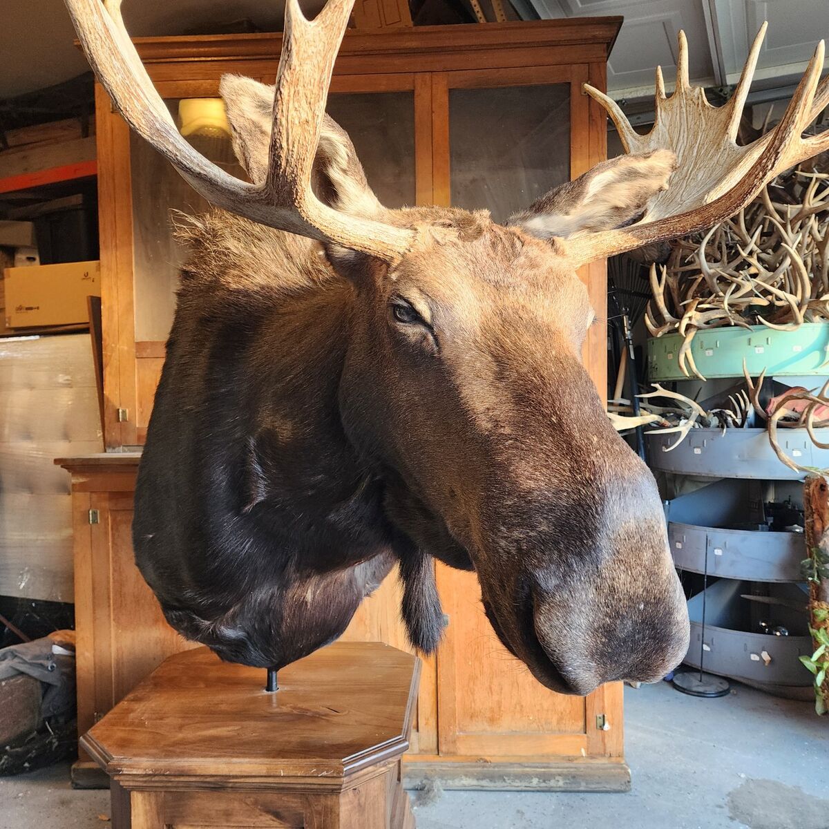 Moose Pedestal Mount