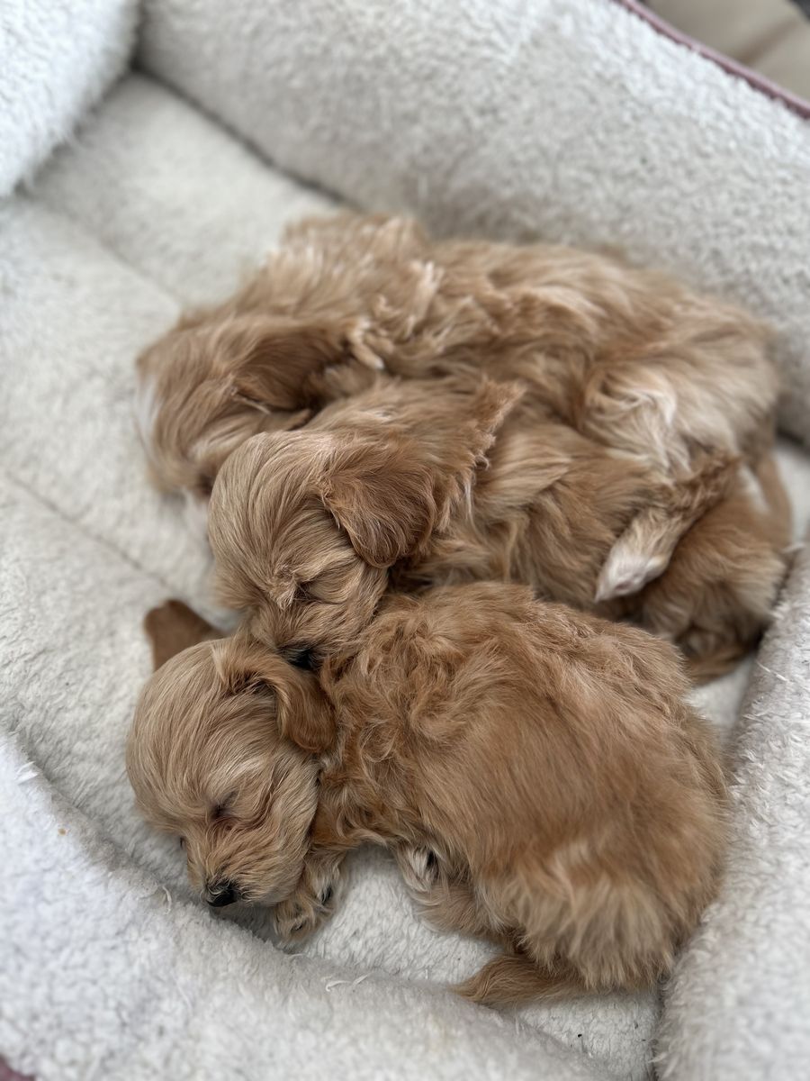 Havadoodle Puppies