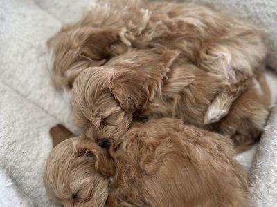 Havadoodle Puppies
