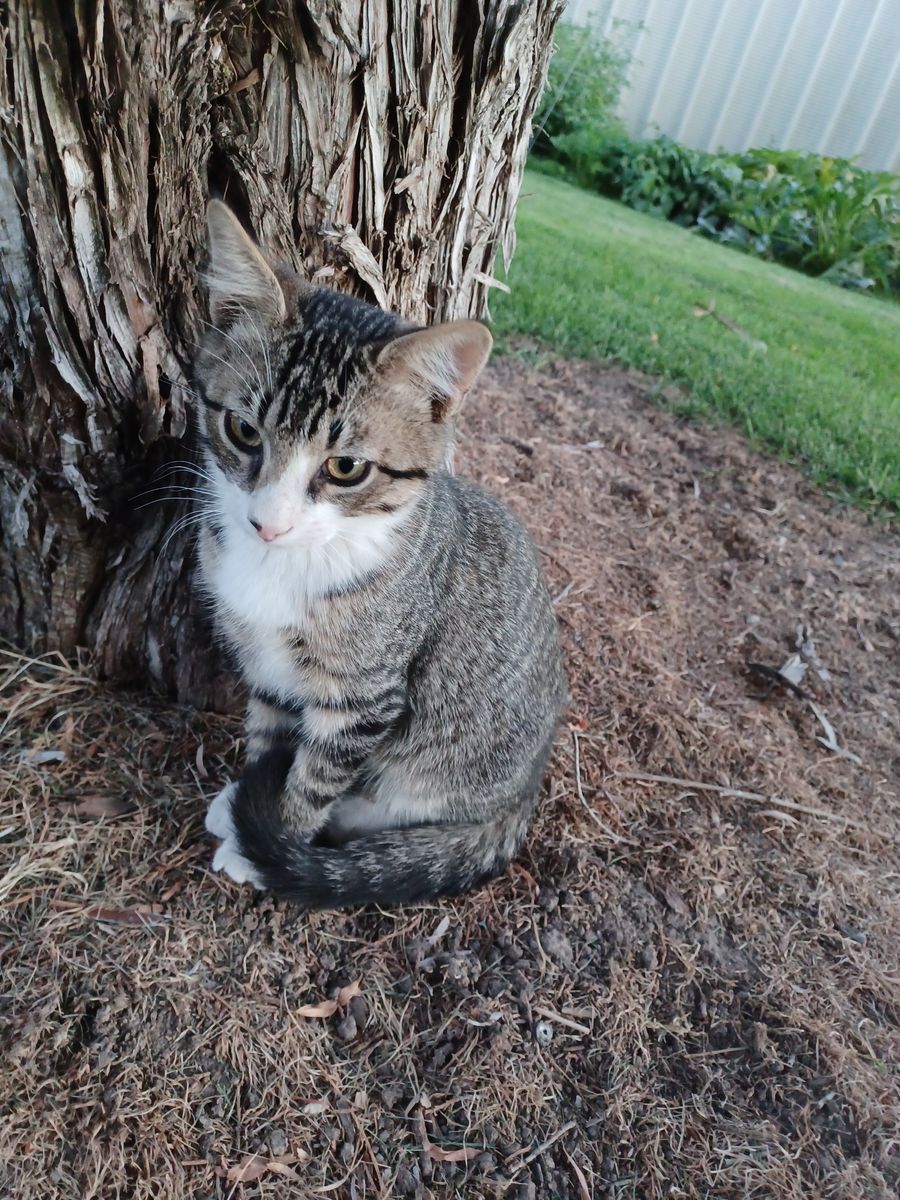 Young Cat