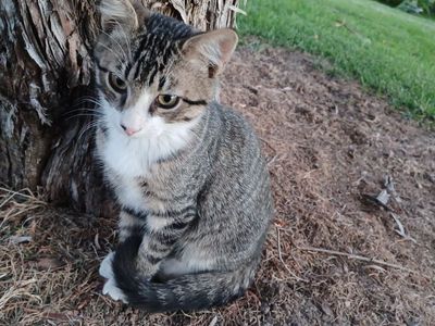 Young Cat