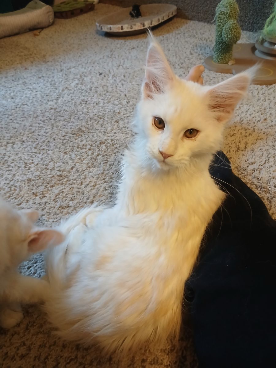 European Maine Coon
