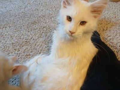 European Maine Coon