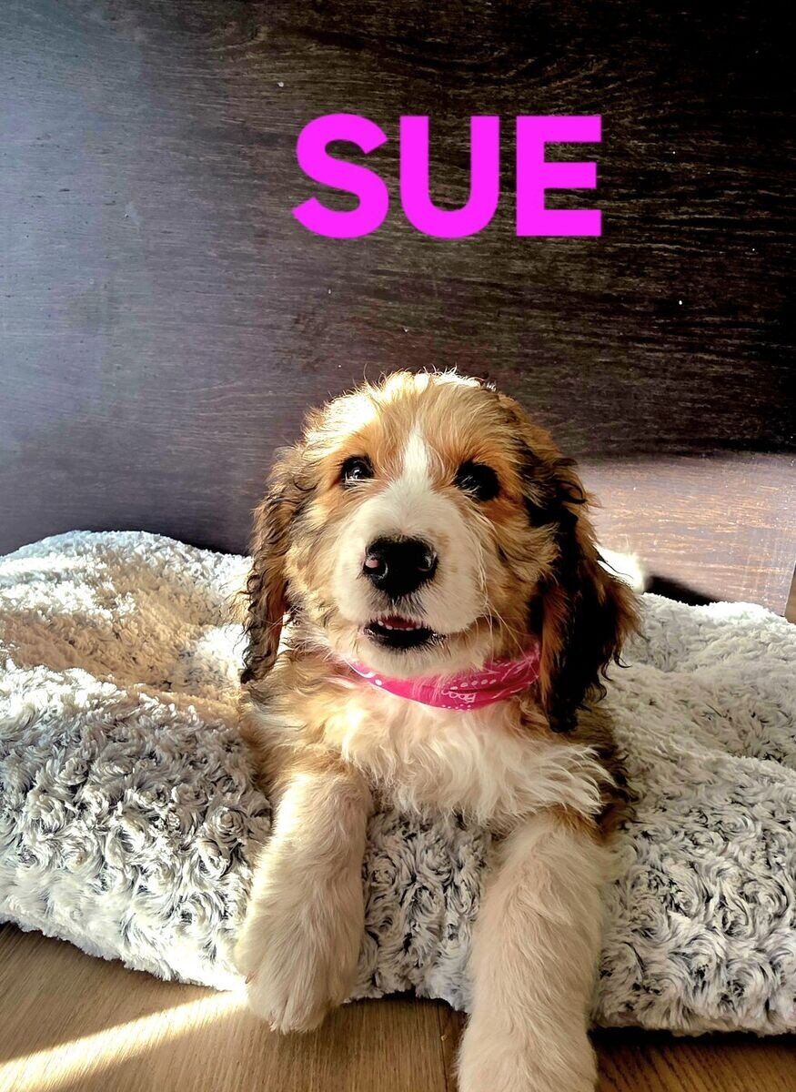 Bernedoodle puppies are ready for their people!!!