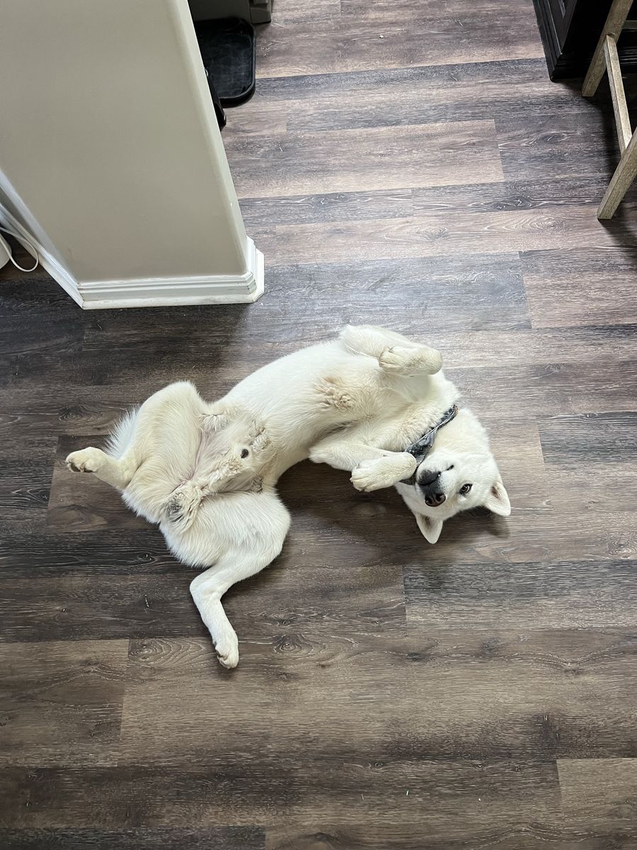 Male Siberian Husky