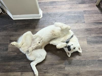 Male Siberian Husky
