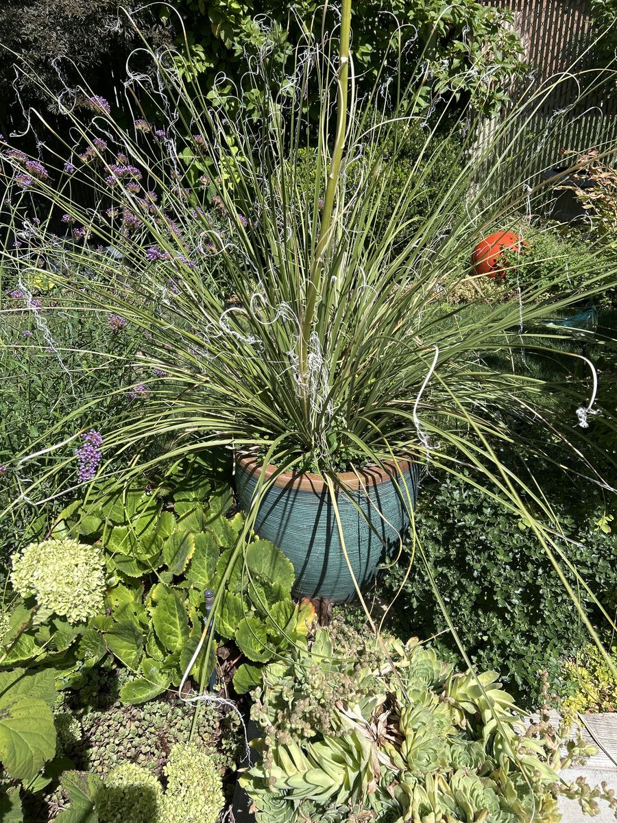 BEAR GRASS IN VIETNAMESE POT PERENIAL