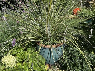 BEAR GRASS IN VIETNAMESE POT PERENIAL