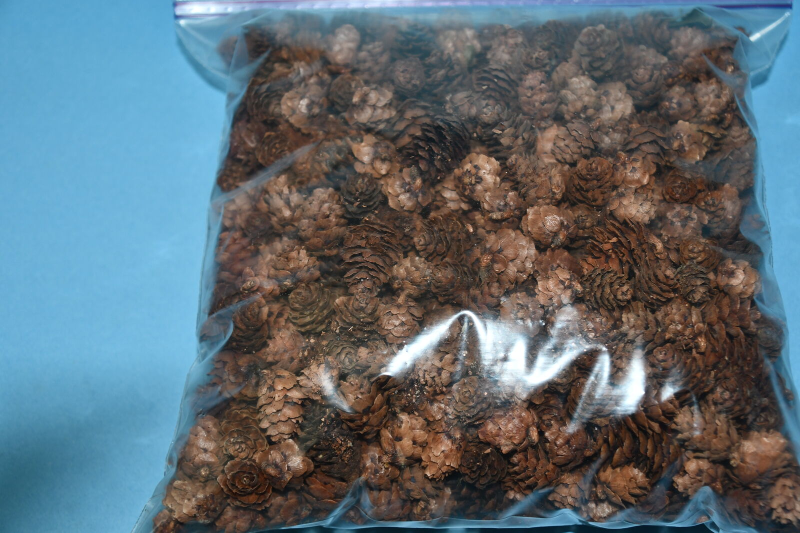 MINI PINECONES ~ GALLON SIZE BAG ~ 1" in LENGTH ~ CRAFTS ~ DECOR