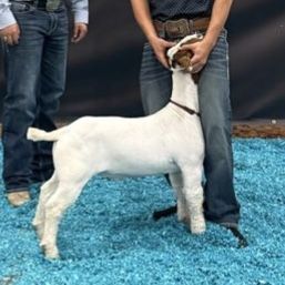 Boer Goats