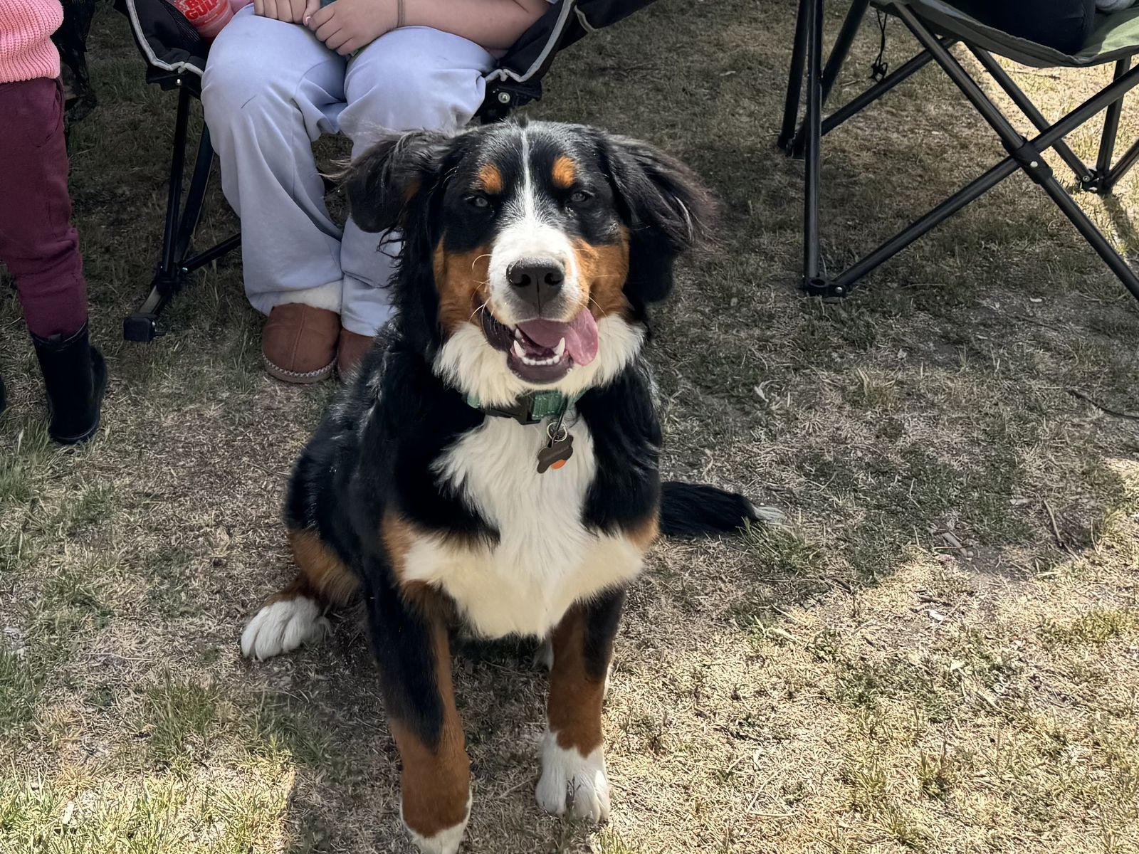 AKC Bernese Mountain Dog - 7 month old
