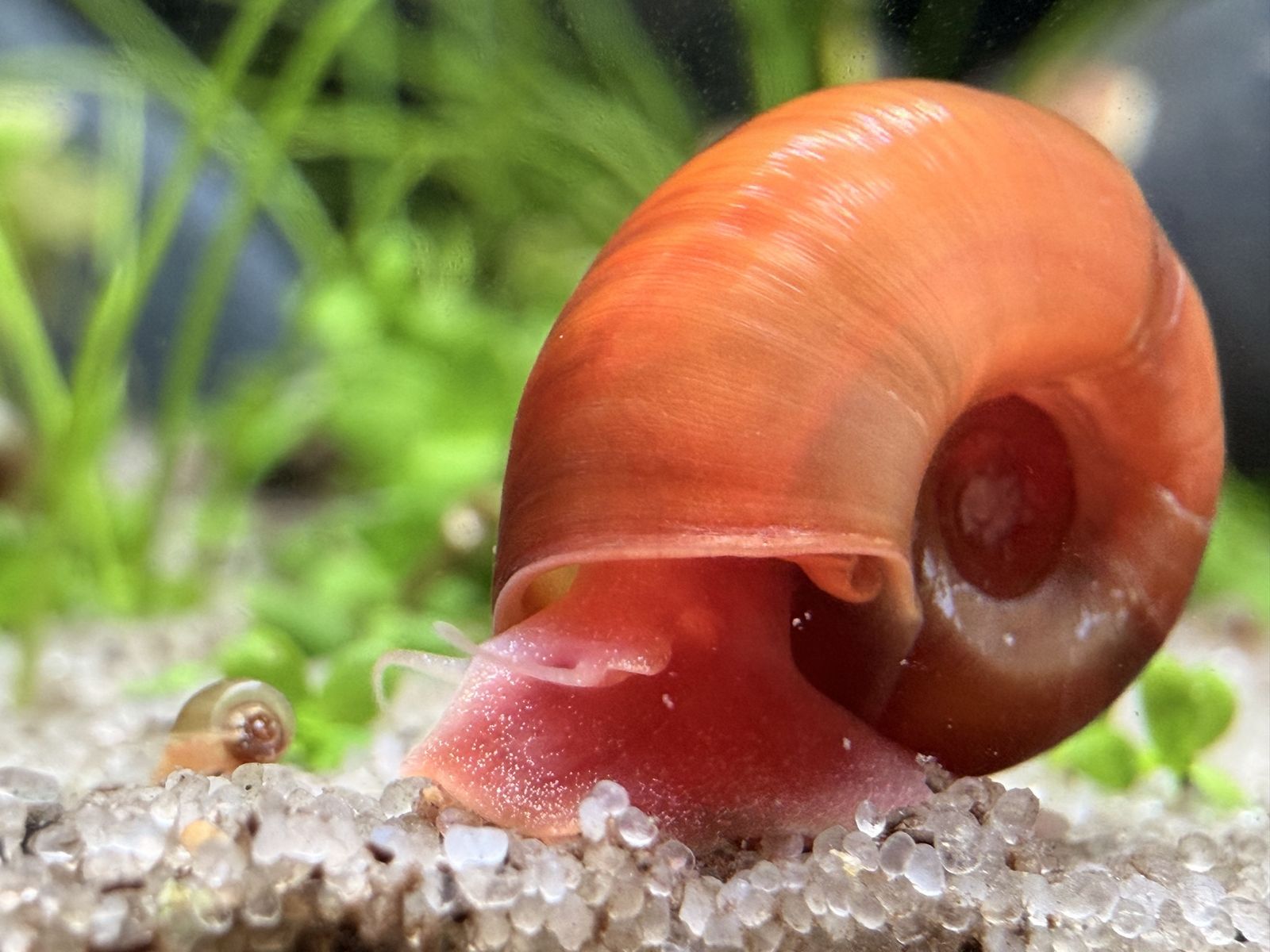 Ramshorn Snails