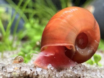 Ramshorn Snails