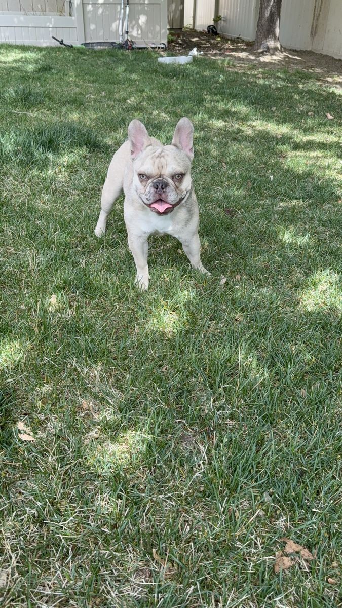 Papered Frenchie