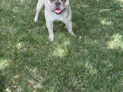 Papered Frenchie