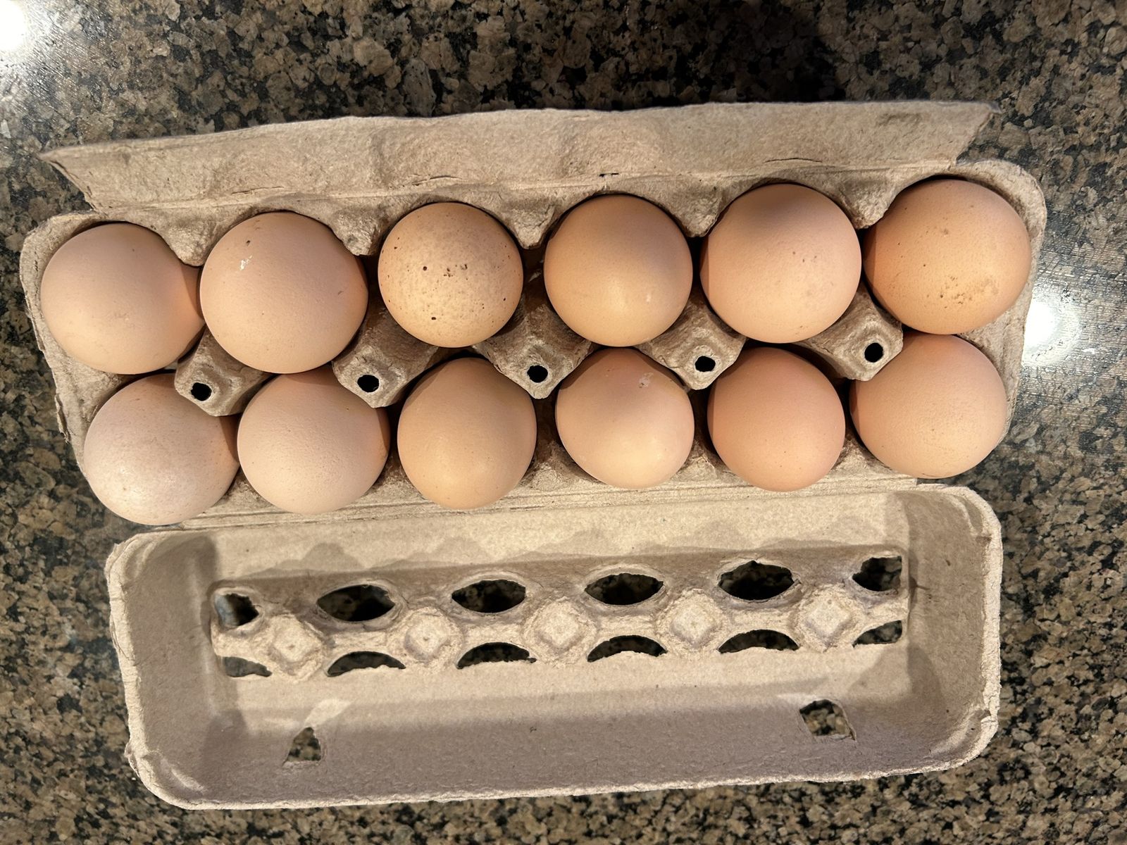Fresh Eggs