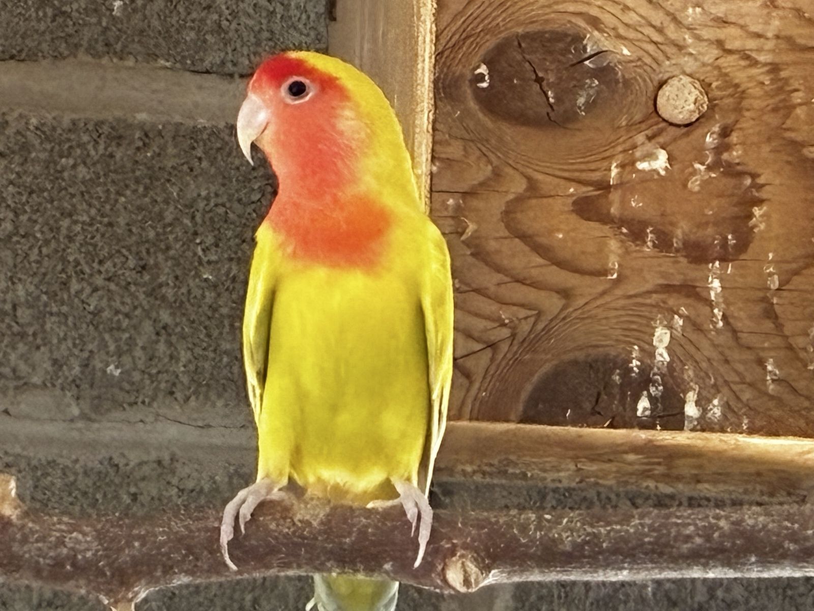 Beautiful Female Lovebird 