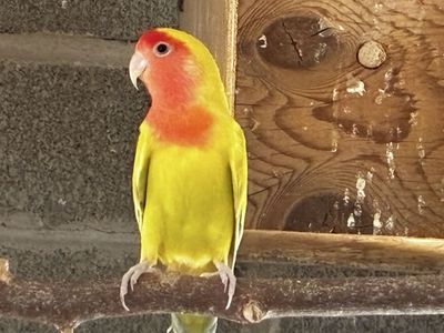 Beautiful Female Lovebird