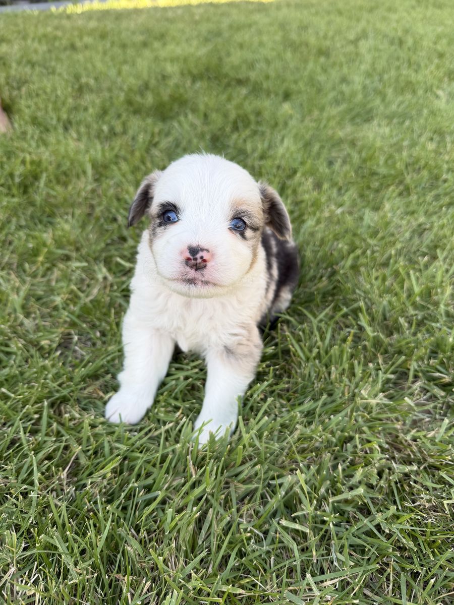 Mini Aussies