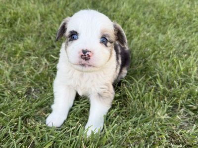 Mini Aussies