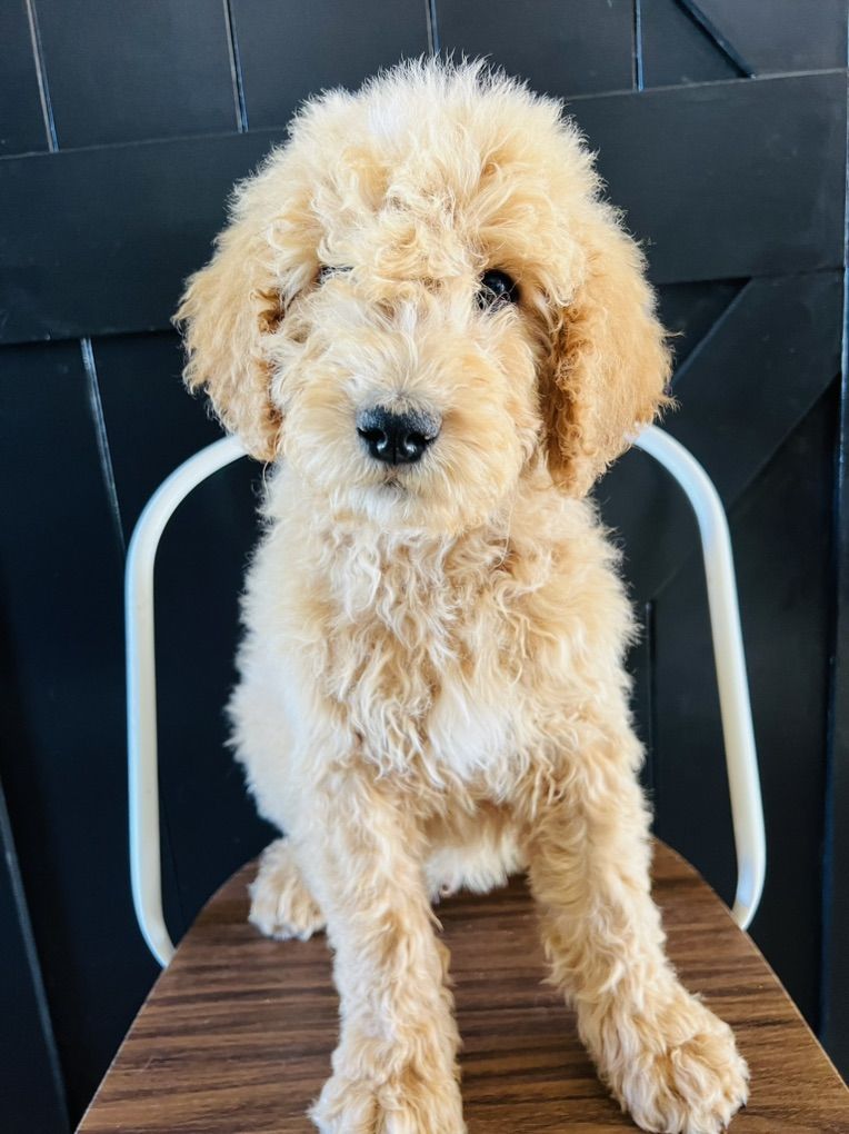 Goldendoodles