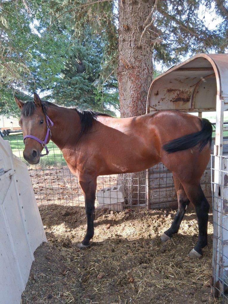 4 years old grade bay mare