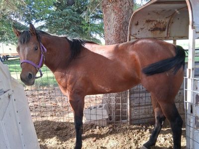 4 years old grade bay mare