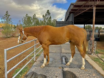 Koolio - APHA/AQHA Double Registered Gelding