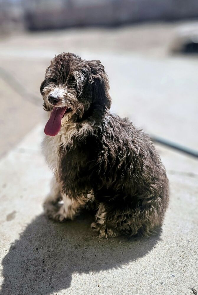Aussiedoodle