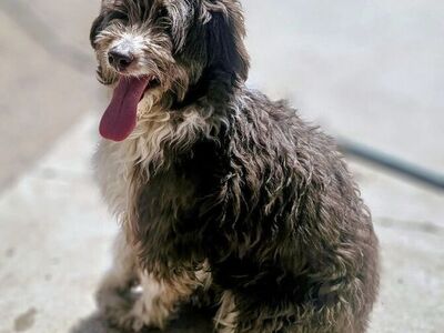 Aussiedoodle