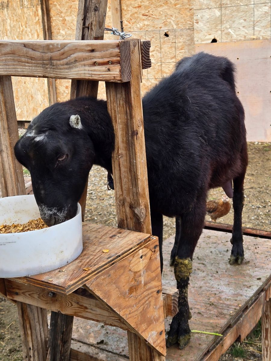 2 year old LaMancha milk doe