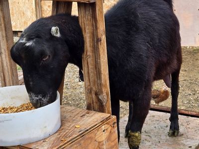 2 year old LaMancha milk doe