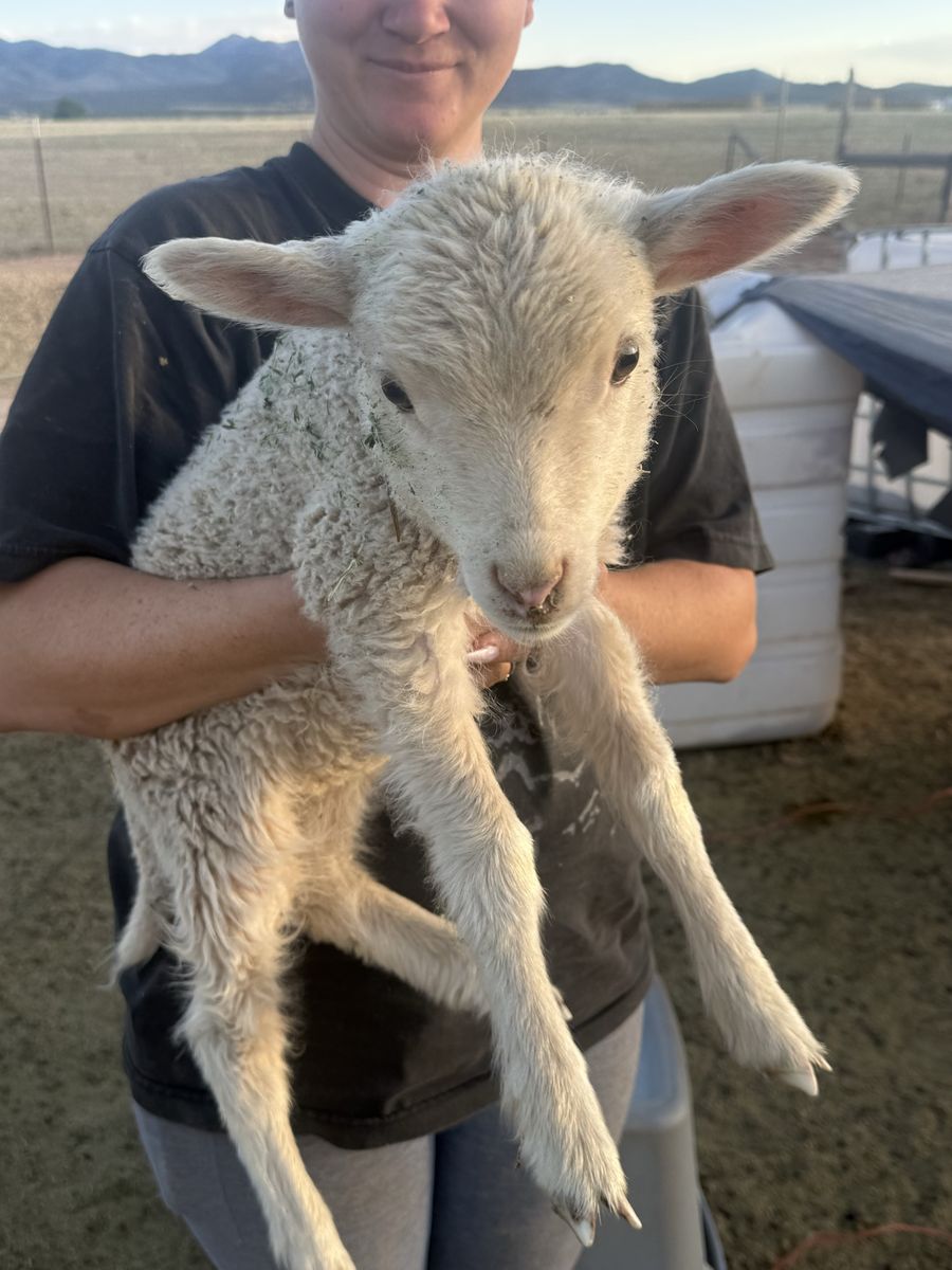 Ewe lamb