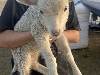 Ewe lamb