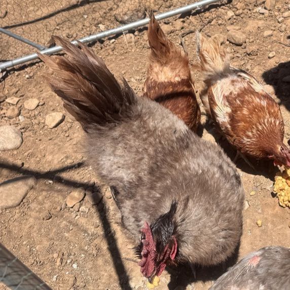 Free Rooster