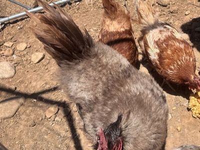Free Rooster