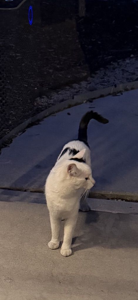 Found cat
