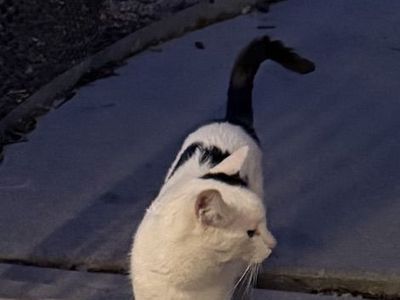 Found cat