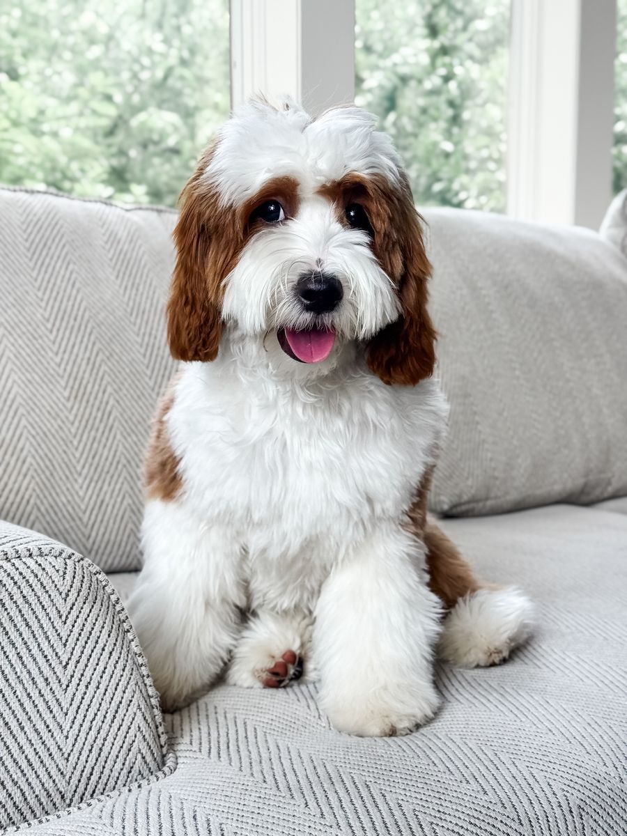Cedar -/+ F1b Cavapoo Stud Tuxedo Intense Red