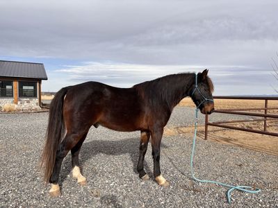 Rocky Mountain Gaited Gelding