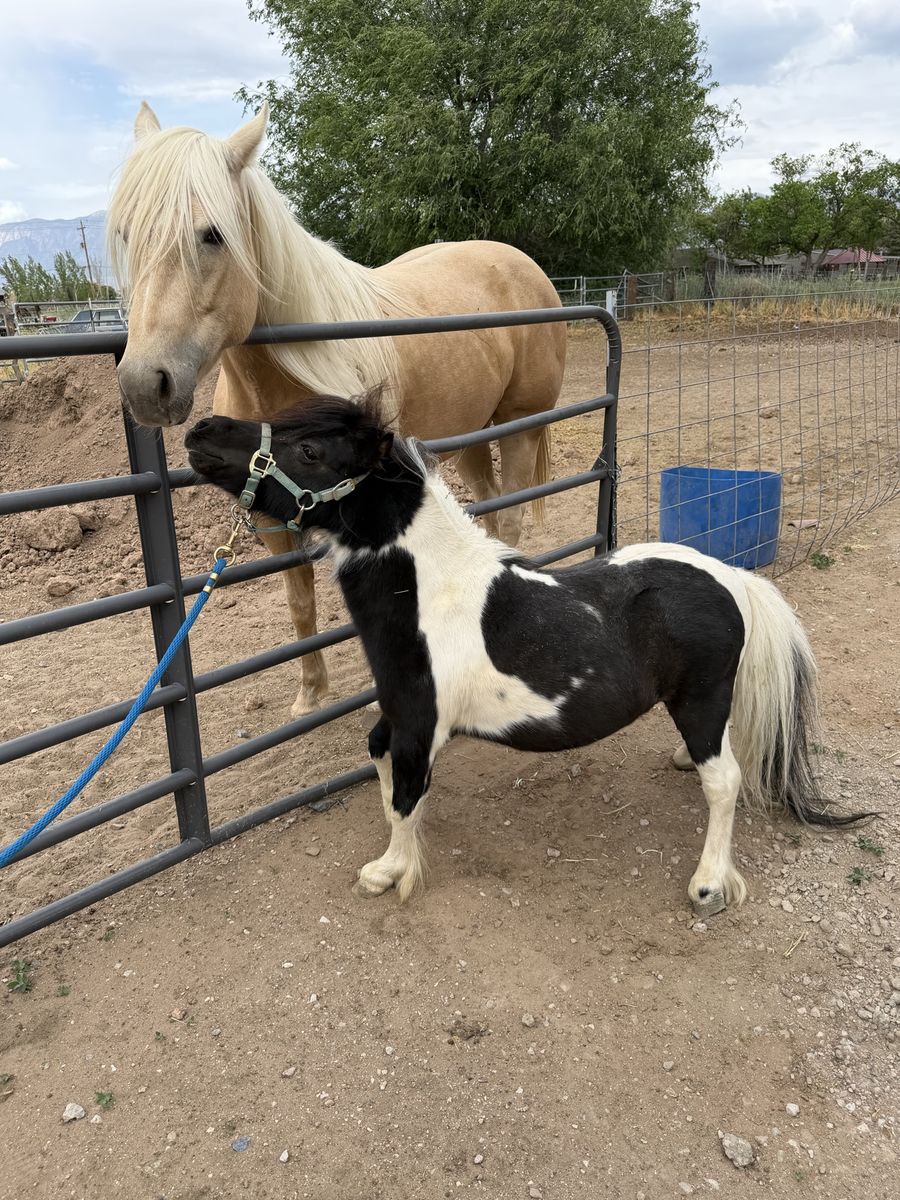 31” Black and White Miniature Stallion