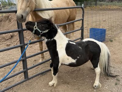31” Black and White Miniature Stallion