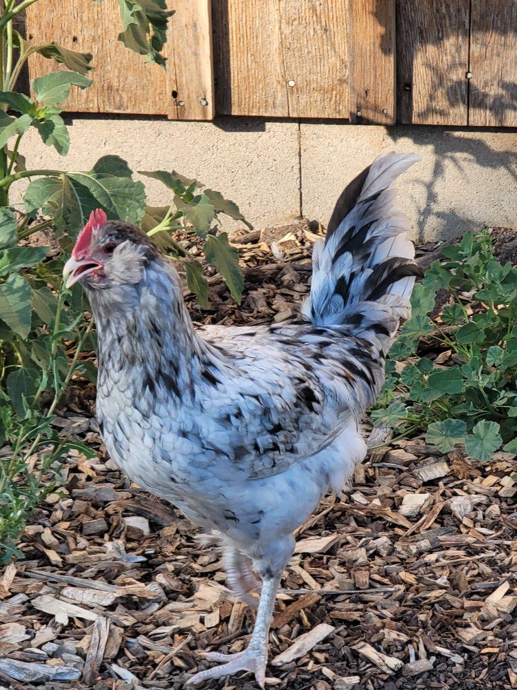 Young splash blue egg layer roosters