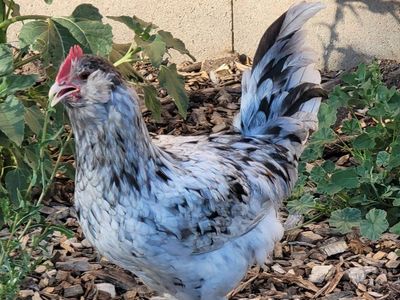 Young splash blue egg layer roosters
