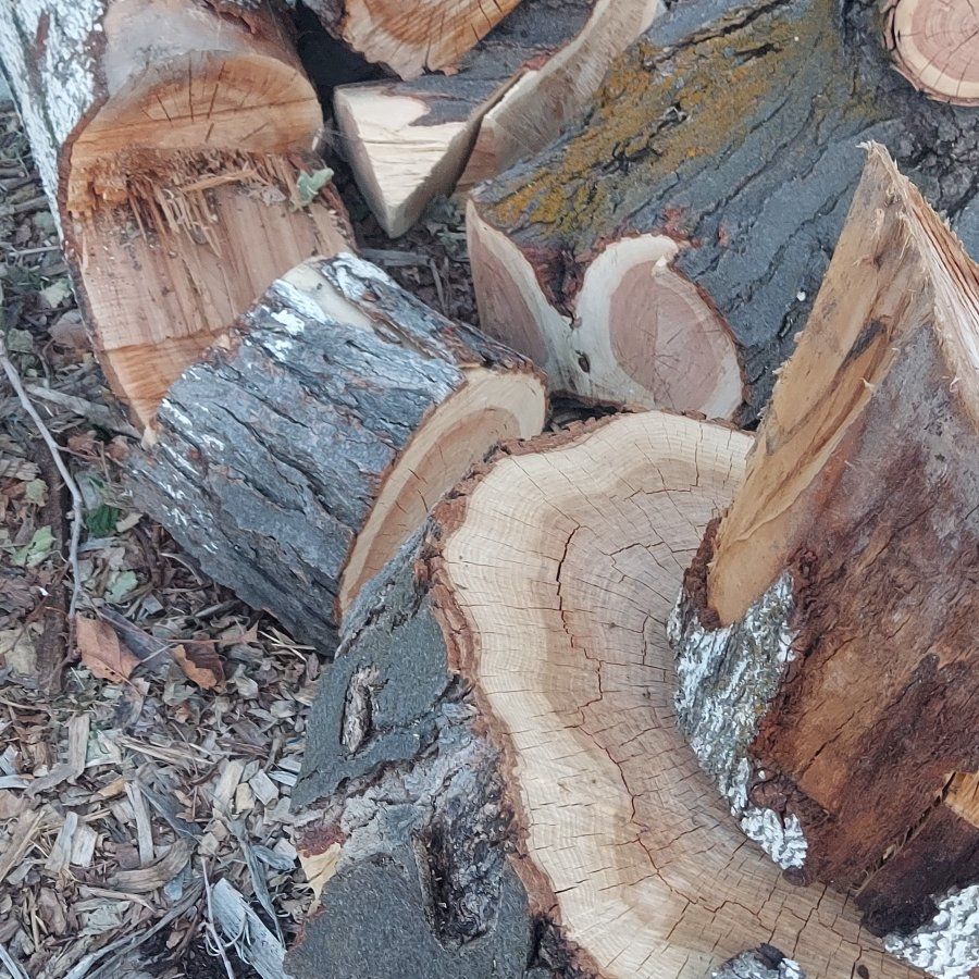 free Maple wood chucks