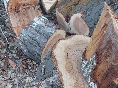 free Maple wood chucks