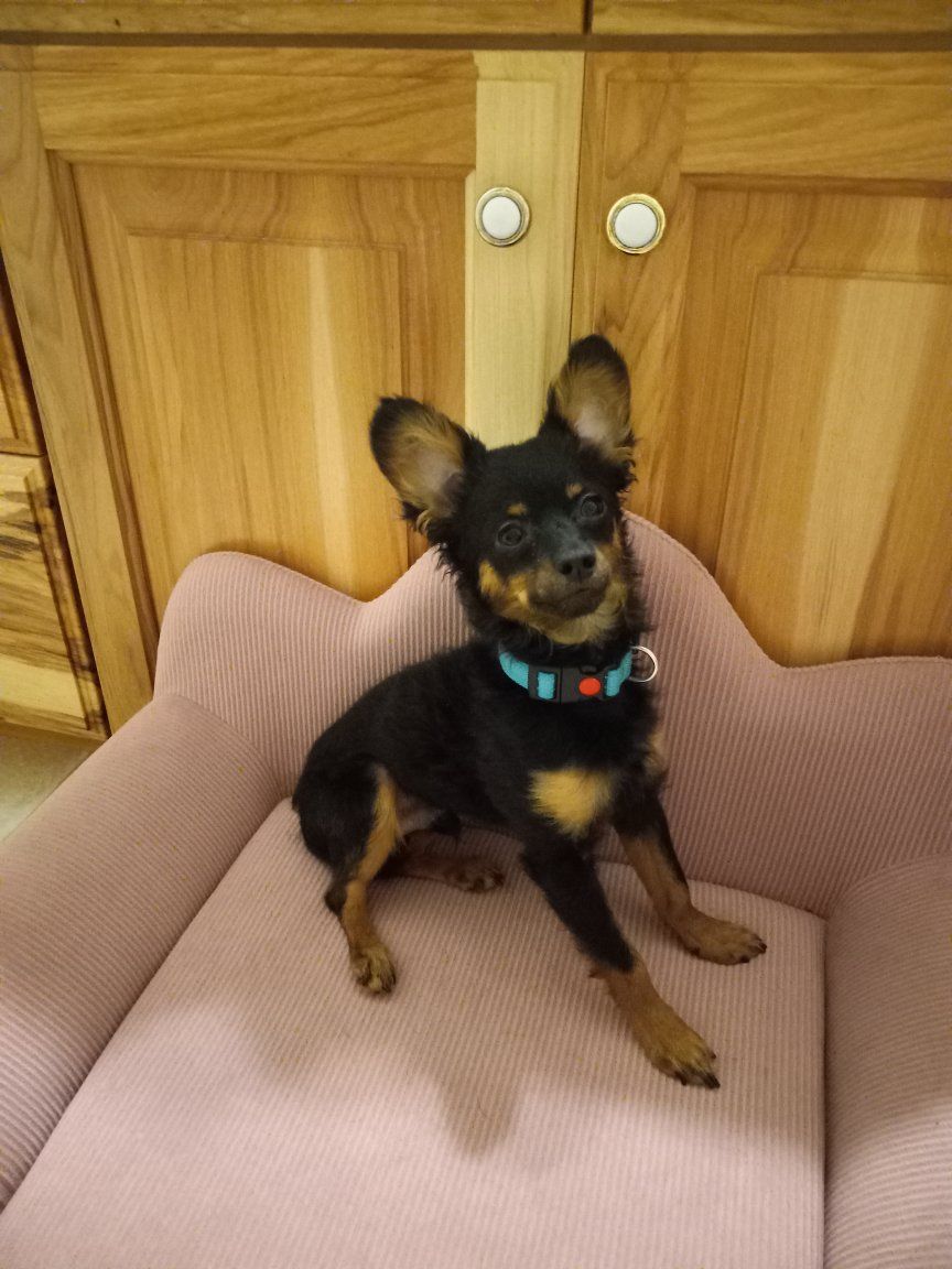 Stud Only Teacup Chi-poo mix read description
