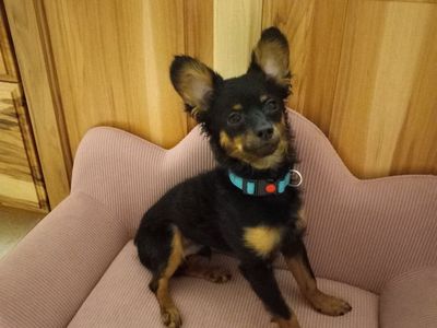 Stud Only Teacup Chi-poo mix read description