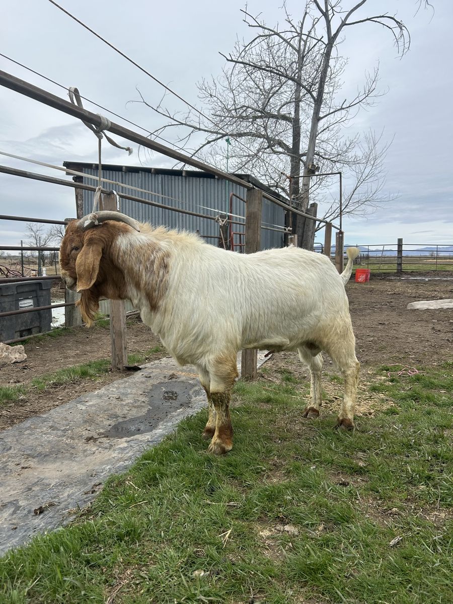 Boer Goat